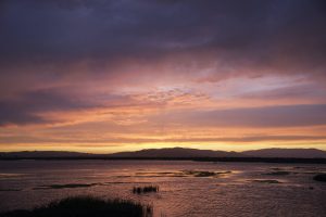 San Pablo Bay Marsh