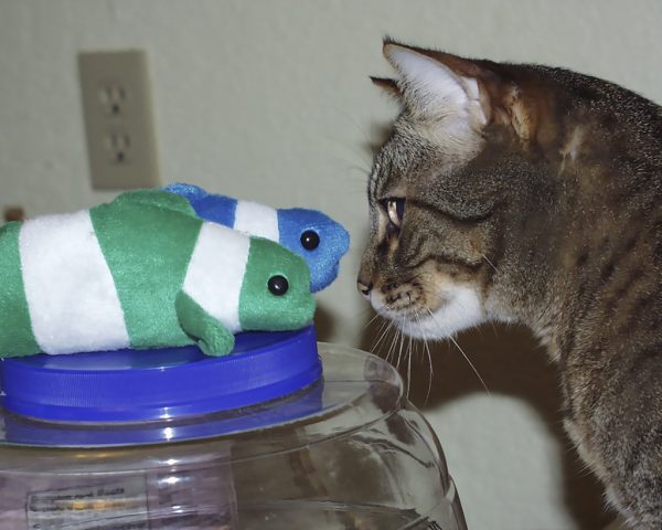 Stare Down