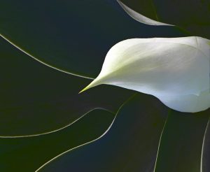 Agave in Flight