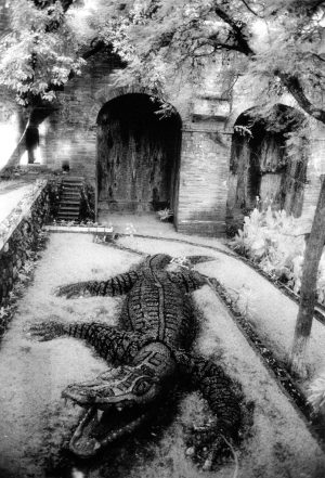 Alligator
