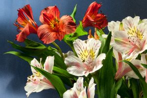 Alstroemeria Bouquet
