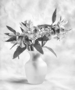 Alstromeria Study #3