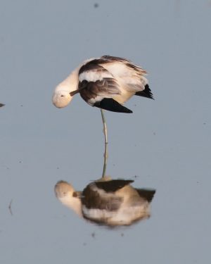 American Avocet