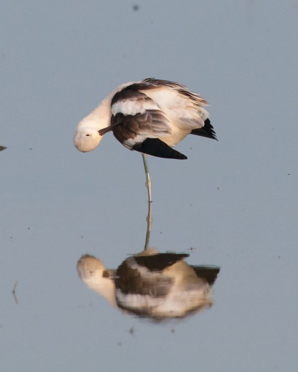 American Avocet