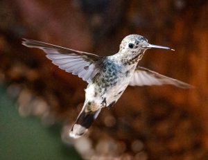 Anna’s Hummingbird