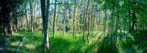 Aspens in Summer
