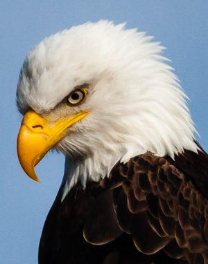 Bald Eagle - Portrait