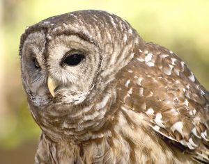 Barred Owl