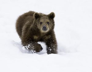 Bear Cub