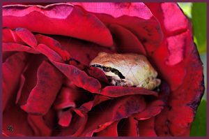Bed of Roses