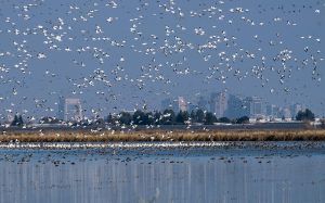 Birds in The Basin
