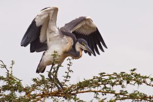 Black Egret – Tanzania Africa