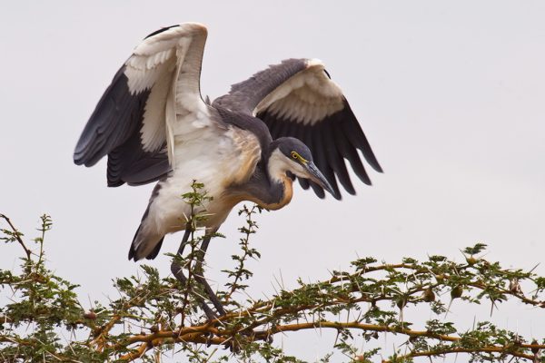 Black Egret – Tanzania Africa