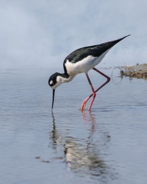 Black-necked Stilt