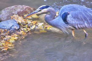 Blue Heron, Zion NP