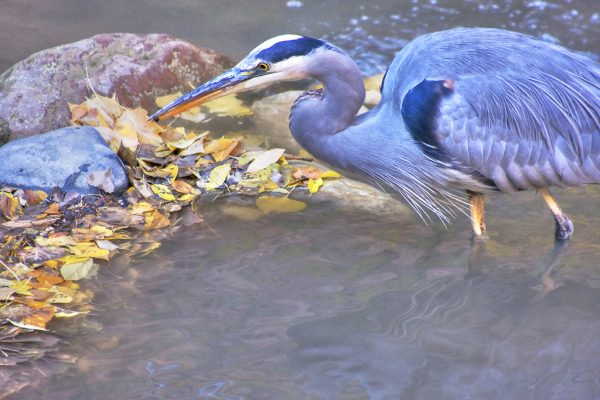 Blue Heron, Zion NP