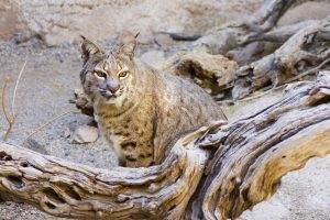 Bobcat