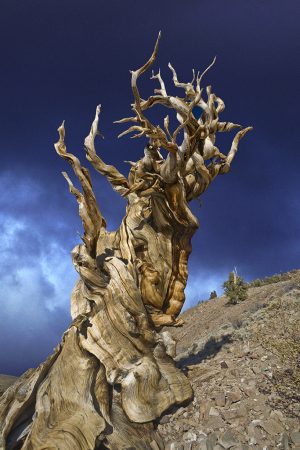 Bristlecone pine