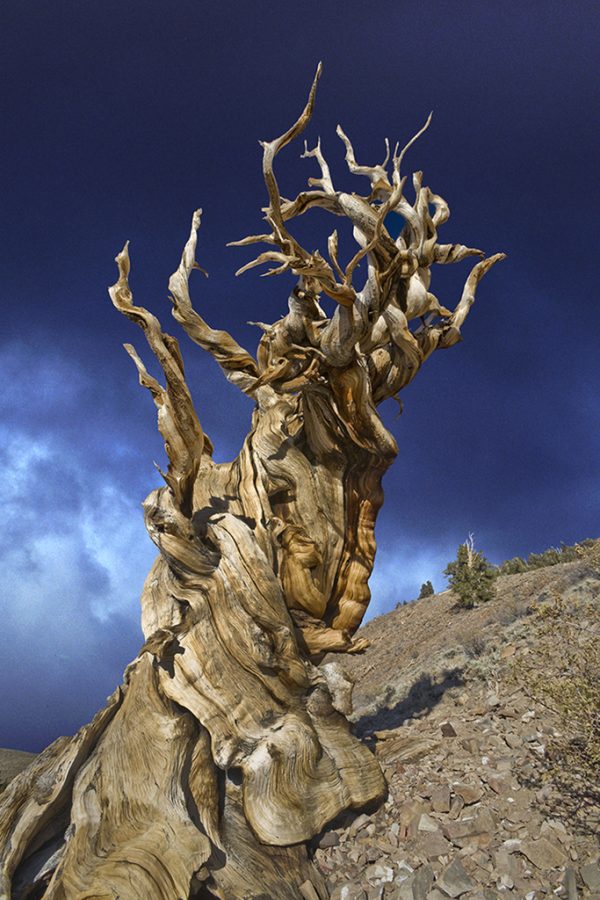 Bristlecone pine