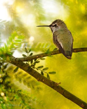 Broad-tailed Hummingbird - Lake Solano