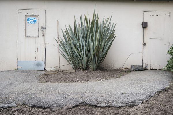 Bush and Doors, Golden Gate Park