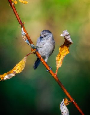 Bushtit, Lake Solano