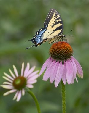 Butterfly with Coneflowers