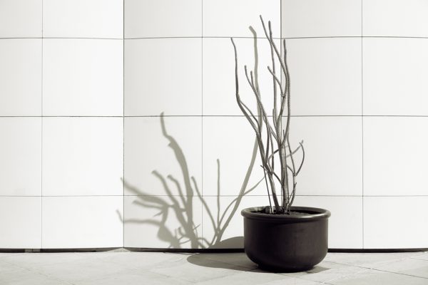 Cacti, LACMA