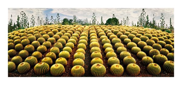 Cactus Cornucopia
