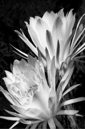 Cactus Flowers