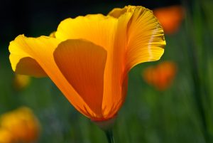 California Orange