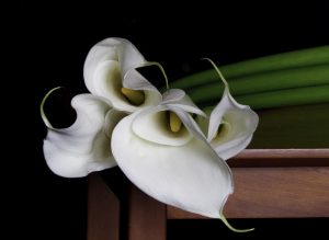 Calla Lillies