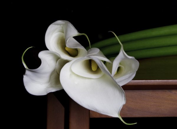 Calla Lillies