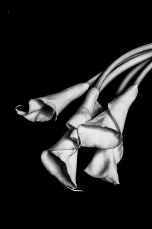 Callas