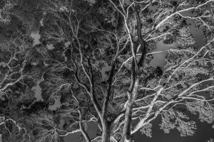 Canopy