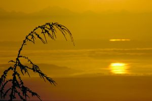 Cascade Coast