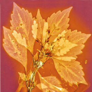 Coleus #1
