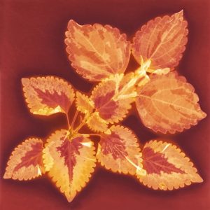 Coleus #2