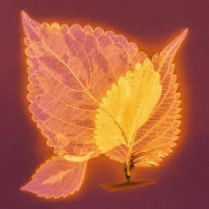 Coleus #4
