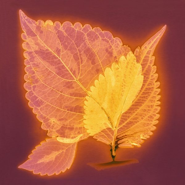 Coleus #4