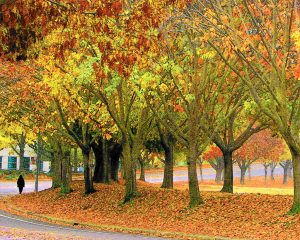 The Coming of Autumn – #2