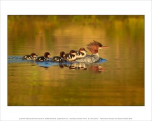 Common Merganser and Chicks #1, American River, Sacramento, CA