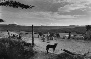Compesinos, Horses and a Dog
