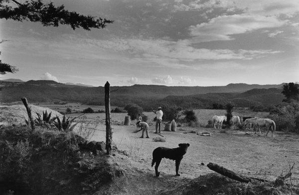 Compesinos, Horses and a Dog