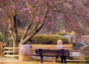 Contemplation Under the Tulip Tree