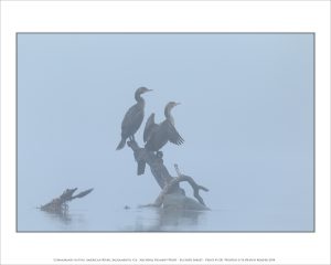 Cormorants in Fog, American River, Sacramento, CA