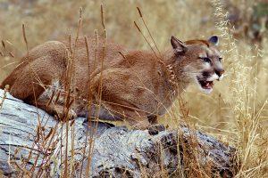 Cougar on a Log