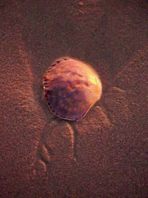 Crab Shell at Sunset