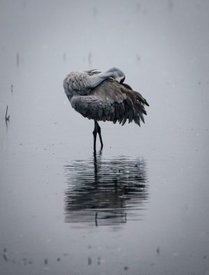 Crane at Rest