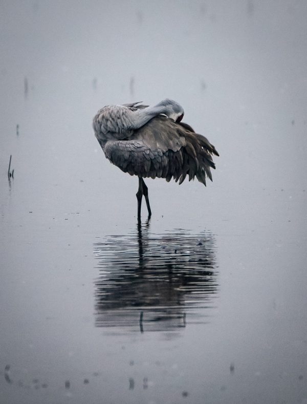 Crane at Rest